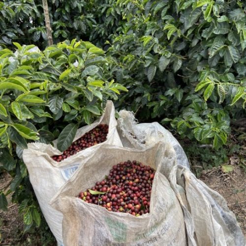 Ponaire Costa Rican Tarrazu Single Origin Coffee