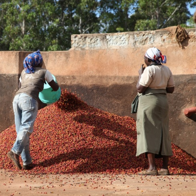 Kenya Coffee Harvest