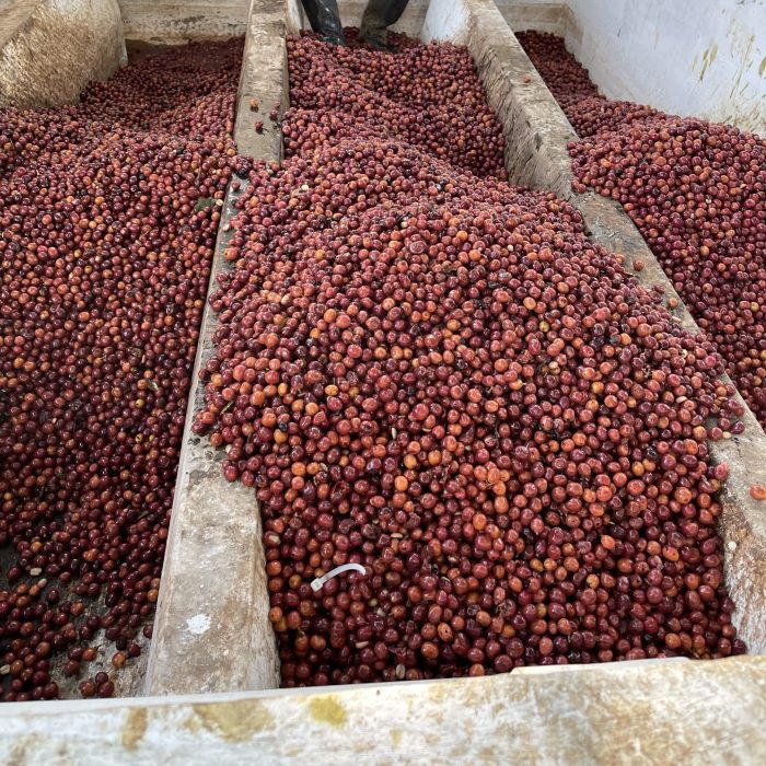 Ponaire Guatemalan Red Honey Ripe Coffee Cherries
